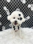 쁘띠멍