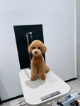 플러플리 FLUFFLY