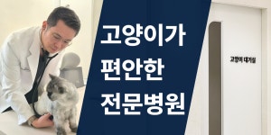오디세이동물심장내과