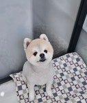 애견이야기