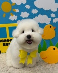 우아퍼피