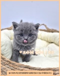 창원고양이분양 퍼스트캣 창원점