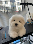 우아퍼피