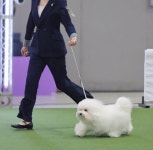 우아퍼피