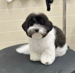 우아퍼피