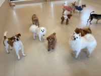 털로덮인친구들 인천계양점