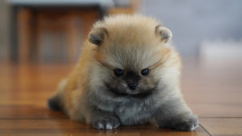 강아지분양 더펫