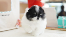 강아지분양 더펫