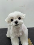 가드기멍