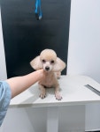 플러플리 FLUFFLY