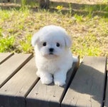 의정부 고양이분양 강아지분양 이쁘냥 애견샵