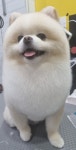 루루반려견