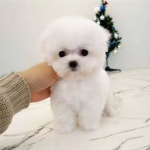 의정부 고양이분양 강아지분양 이쁘냥 애견샵