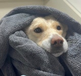 복덕이네애견출장미용