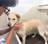 복덕이네애견출장미용