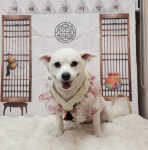 럽독 LUVDOG