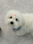 댕시티 애견유치원 호텔링