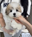 오독안심분양센터 강아지분양 고양이분양 광주점