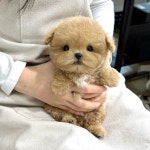 오독안심분양센터 강아지분양 고양이분양 광주점