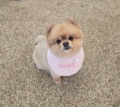 개이쁘댕 애견미용실