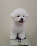 그린펫그루밍