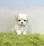 부산강아지분양 헬스독 애견입양 말티푸들포메라니안미니비숑