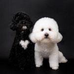 아이몽 애견유치원 본점