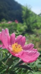 동작골노래꽃피는집