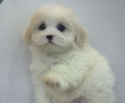 미유펫 강아지분양 고양이분양 김포점