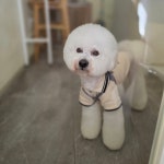 솔리스텔라 애견미용