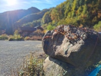 동작골노래꽃피는집