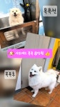 마이리틀프렌드 위탁목욕