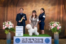 올웨이즈반려견미용실