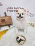 복이네도그살롱