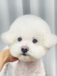 브라운펫살롱