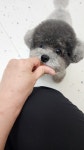 굿데이멍 애견미용실