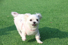 땅콩애견유치원 파주점
