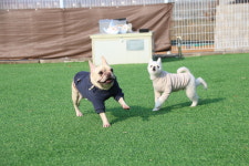 땅콩애견유치원 파주점