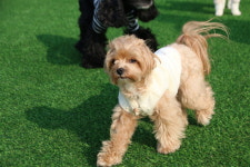 땅콩애견유치원 파주점