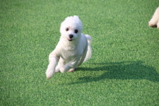 땅콩애견유치원 파주점