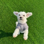 땅콩애견유치원 파주점