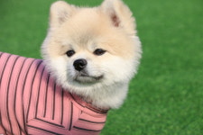 땅콩애견유치원 파주점