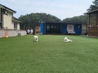 신나개애견펜션