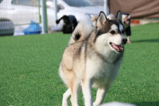 땅콩애견유치원 파주점