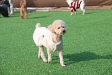 땅콩애견유치원 파주점