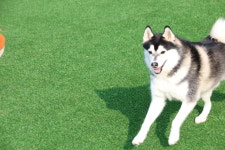 땅콩애견유치원 파주점