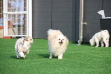 땅콩애견유치원 파주점