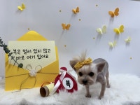 그루몽실