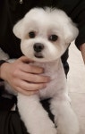 오몽오몽