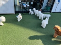 메종드댕댕애견유치원